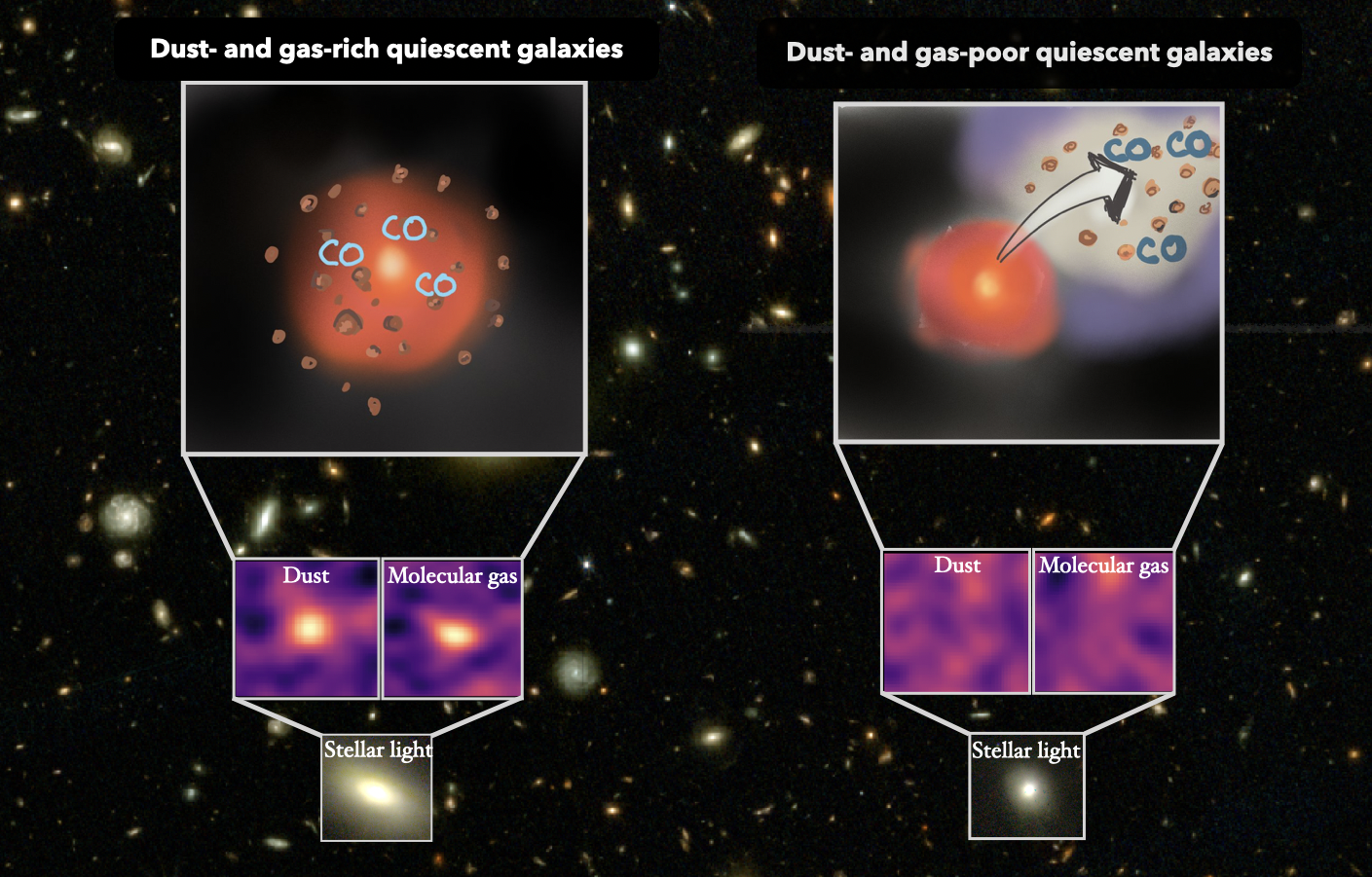 Ilustracja pokazująca ukrytą różnorodność nieaktywnych galaktyk: Chociaż galaktyki wygaszone wydają się podobnie czerwone i stare w świetle gwiazd obserwowanym przez JWST (dół) , obrazy ALMA pokazują, że zawartość zimnego pyłu i gazu molekularnego może się znacznie różnić. Niektóre obiekty zachowują znaczne zasoby pyłu i gazu (po lewej), podczas gdy inne są prawie wyczerpane (po prawej), co wskazuje na różnorodne ścieżki ewolucyjne po zakończeniu formowania się gwiazd