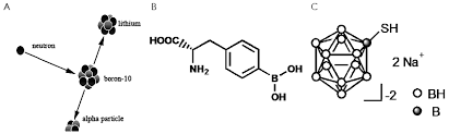 Neutron capture reaction of 10B (A) and currently available boron delivery agents: boronophenylalanine p-dihydroxyboryl-phenylalanine (BPA, B) and borocaptate sodium sulfhydryl borane Na2B12H11SH (BSH, C). Źródło:http://www.thetcr.org/